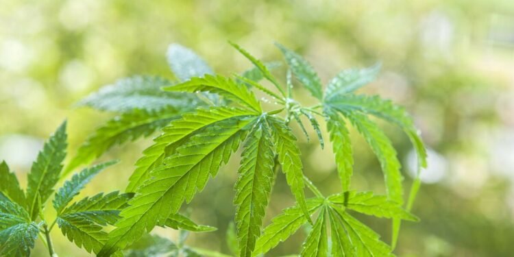 Cannabis y esquizofrenia: un vínculo confirmado que desafía la creencia sobre la inocuidad de esta droga