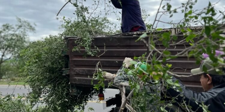 Comenzaron las tareas de poda para cuidar y proteger nuestros árboles urbanos