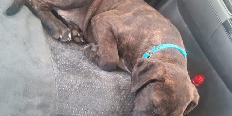 Valle Viejo: Un can fue recuperado por la Policía