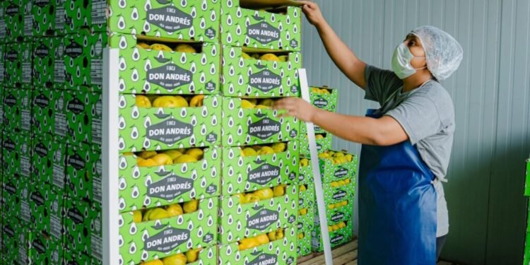 Membrillos catamarqueños llegan al Mercado Central