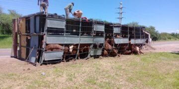un camión volcó que transportaba animales vacunos en ruta 64