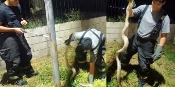 Gruta de la Virgen del Valle: Policías capturan una lampalagua