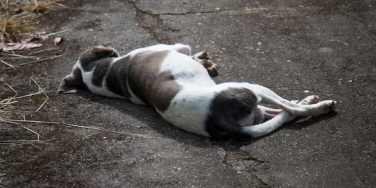 MATÓ A BALAZOS A LA MASCOTA DE SU VECINA Y SE ATRINCHERÓ PARA EVITAR SER DETENIDO