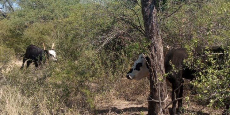En Capayán personal policial recuperó dos animales vacunos que serían producto de un ilícito
