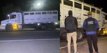 Fme: Policías secuestran 12 animales vacunos de un camión