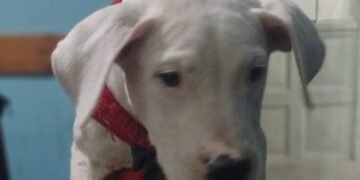 POLICÍAS PUSIERON A DISPOSICIÓN DE LA JUSTICIA A UN PERRO QUE HABRÍA SIDO SUSTRAÍDO