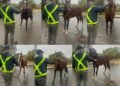 Valle Viejo: Secuestran animales sueltos