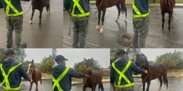 Valle Viejo: Secuestran animales sueltos