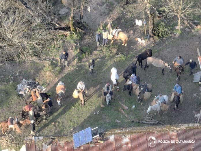 Golpe al abigeato en Paclín: secuestran 70 animales y detienen a cinco personas tras un operativo en zona de difícil acceso