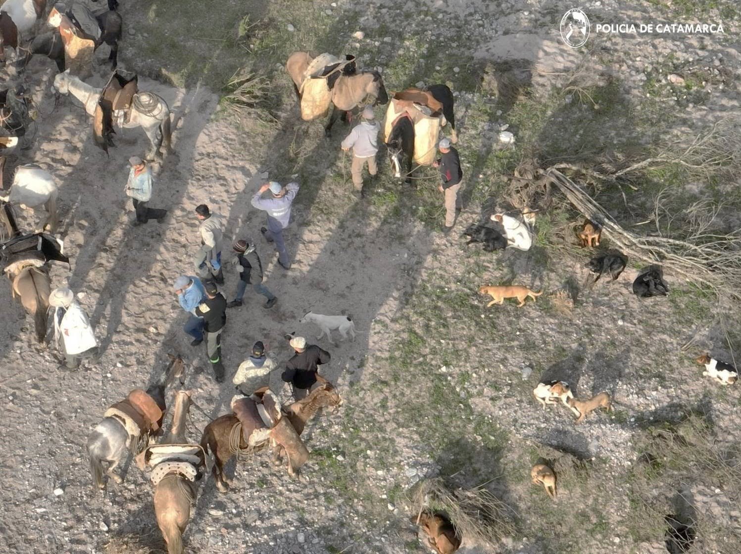 Paclín: Fuerte operativo por Abigeato, secuestran 70 animales y 4 detenidos