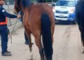 Policías secuestraron dos animales sueltos que atentaban contra la seguridad vial en Capayán