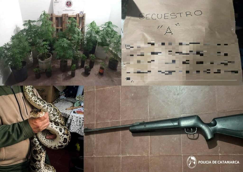 Quedaron detenidos la madre y el padrastro del niño «Pipi», secuestraron 21 plantas de marihuana