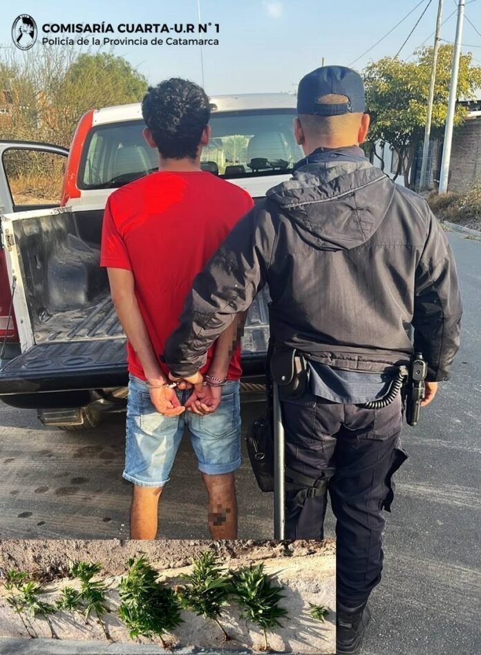 Tras un supuesto hecho de violencia de género personal policial aprehendió a un joven y secuestró plantines de Marihuana
