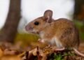 Estudio ambiental detectó roedores portadores de Hantavirus en Catamarca