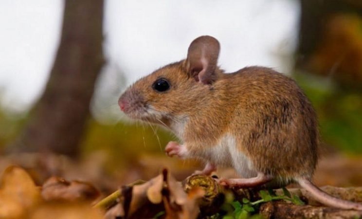 Estudio ambiental detectó roedores portadores de Hantavirus en Catamarca