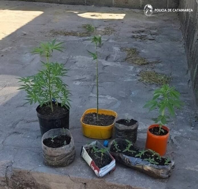 Fray Mamerto Esquiú: secuestraron 26 plantines de marihuana que eran cultivados en un domicilio