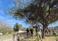 Finalizó la temporada de poda: 30 personas se capacitaron e integran el Registro Municipal de Podadores
