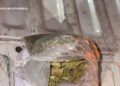 Personal policial secuestró Marihuana en el Este de la Capital