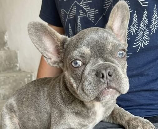 Recuperaron una bulldog francés durante un procedimiento en el barrio Eva Perón